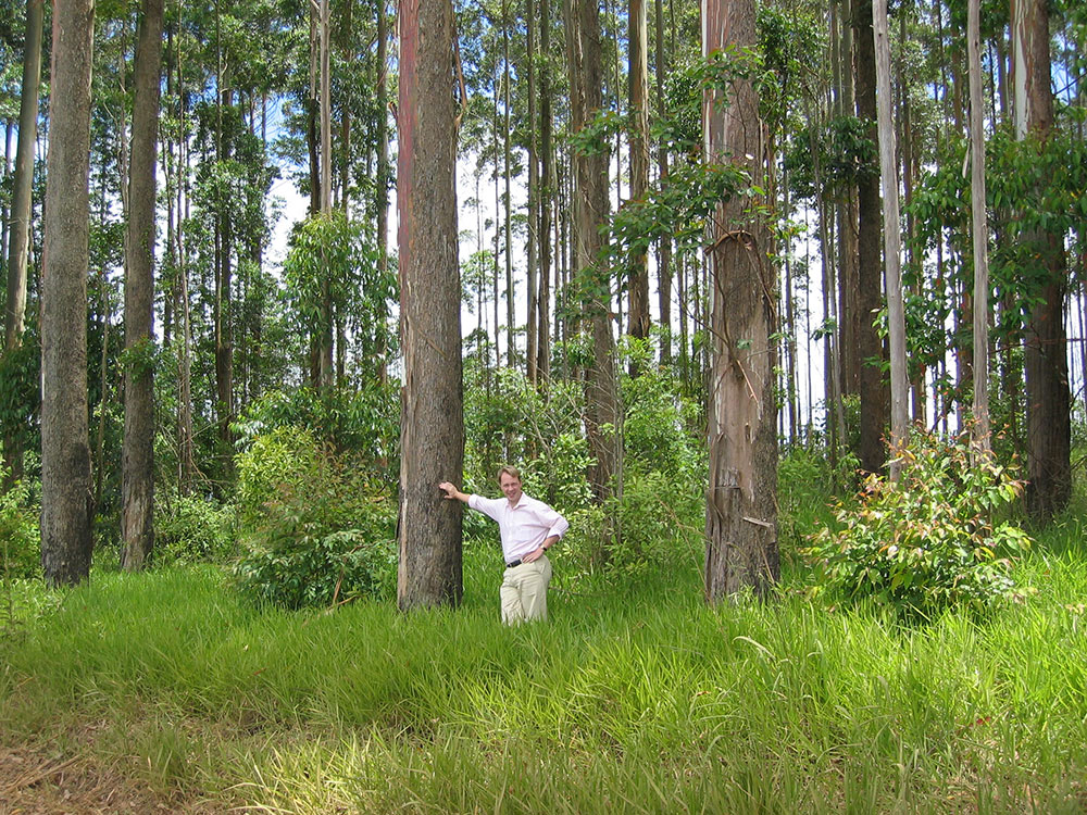 Rhinofloors forest Brasil